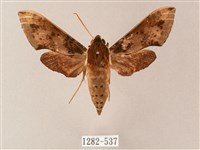 藏品(雙斑白肩天蛾)的圖片