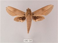 藏品(藏斜紋天蛾)的圖片