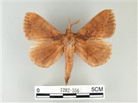 藏品(波紋枯葉蛾)的圖片