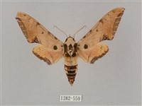 藏品(廣東鷹翅天蛾)的圖片