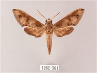 藏品(雙斑白肩天蛾)的圖片