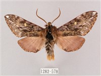 藏品(井上氏絨毛天蛾)的圖片