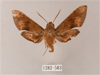 藏品(臺灣白肩天蛾)的圖片