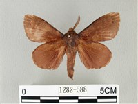 藏品(馬尾松枯葉蛾)的圖片