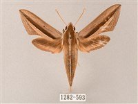 藏品(單斜紋天蛾)的圖片