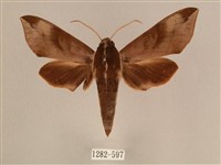 藏品(背中白天蛾)的圖片