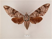 藏品(粗斜紋天蛾)的圖片