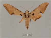 藏品(廣東鷹翅天蛾)的圖片