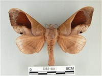 藏品(大褐斑枯葉蛾)的圖片