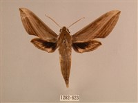 藏品(背線天蛾)的圖片