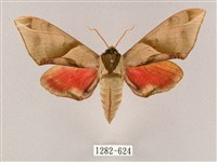 藏品(榆綠天蛾)的圖片