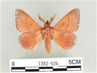 藏品(臺灣蘋毛蟲)的圖片