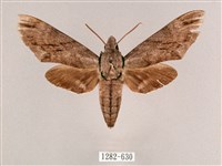 藏品(細斜紋霜天蛾)的圖片