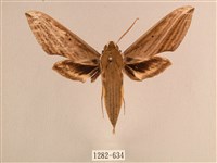 藏品(背線天蛾)的圖片