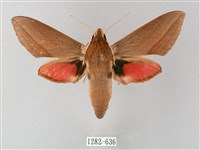 藏品(後紅斜紋天蛾)的圖片