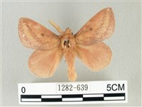 藏品(淡紋斜帶枯葉蛾)的圖片
