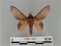 藏品(緣斑枯葉蛾)的圖片