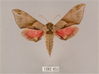 藏品(榆綠天蛾)的圖片