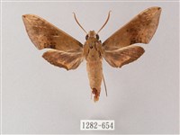 藏品(臺灣白肩天蛾)的圖片