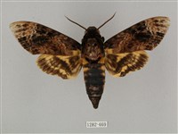 藏品(鬼臉天蛾)的圖片