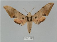 藏品(廣東鷹翅天蛾)的圖片