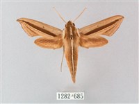 藏品(單斜紋天蛾)的圖片