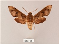 藏品(雙斑白肩天蛾)的圖片