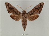 藏品(全緣缺角天蛾)的圖片