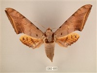 藏品(臺灣鷹翅天蛾)的圖片