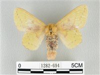 藏品(青枯葉蛾)的圖片