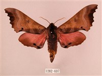 藏品(桃紅六點天蛾)的圖片