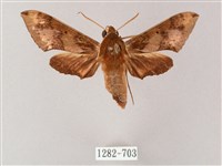 藏品(雙斑白肩天蛾)的圖片