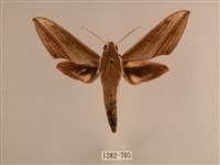 藏品(背線天蛾)的圖片