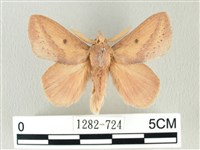 藏品(淡紋斜帶枯葉蛾)的圖片