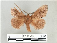 藏品(臺灣鋸紋枯葉蛾)的圖片