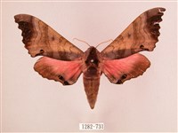 藏品(桃紅六點天蛾)的圖片