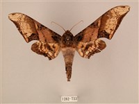 藏品(臀角斑天蛾)的圖片