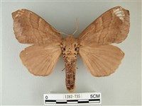 藏品(波紋枯葉蛾)的圖片