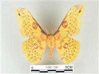 藏品(黃豹天蠶蛾)的圖片