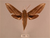 藏品(背線天蛾)的圖片