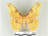 藏品(黃豹天蠶蛾)的圖片