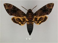 藏品(鬼臉天蛾)的圖片