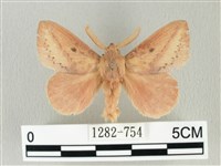 藏品(淡紋斜帶枯葉蛾)的圖片