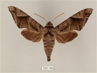 藏品(全緣缺角天蛾)的圖片