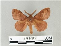 藏品(馬尾松枯葉蛾)的圖片