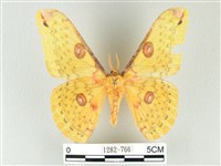 藏品(黃豹天蠶蛾)的圖片