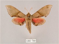 藏品(榆綠天蛾)的圖片