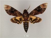 藏品(鬼臉天蛾)的圖片