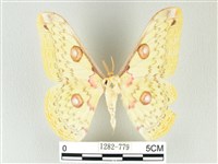 藏品(黃豹天蠶蛾)的圖片