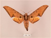 藏品(裂斑鷹翅天蛾)的圖片